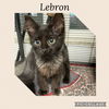 adoptable Cat in Kewanee, IL named Lebron