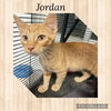 adoptable Cat in Kewanee, IL named Jordan