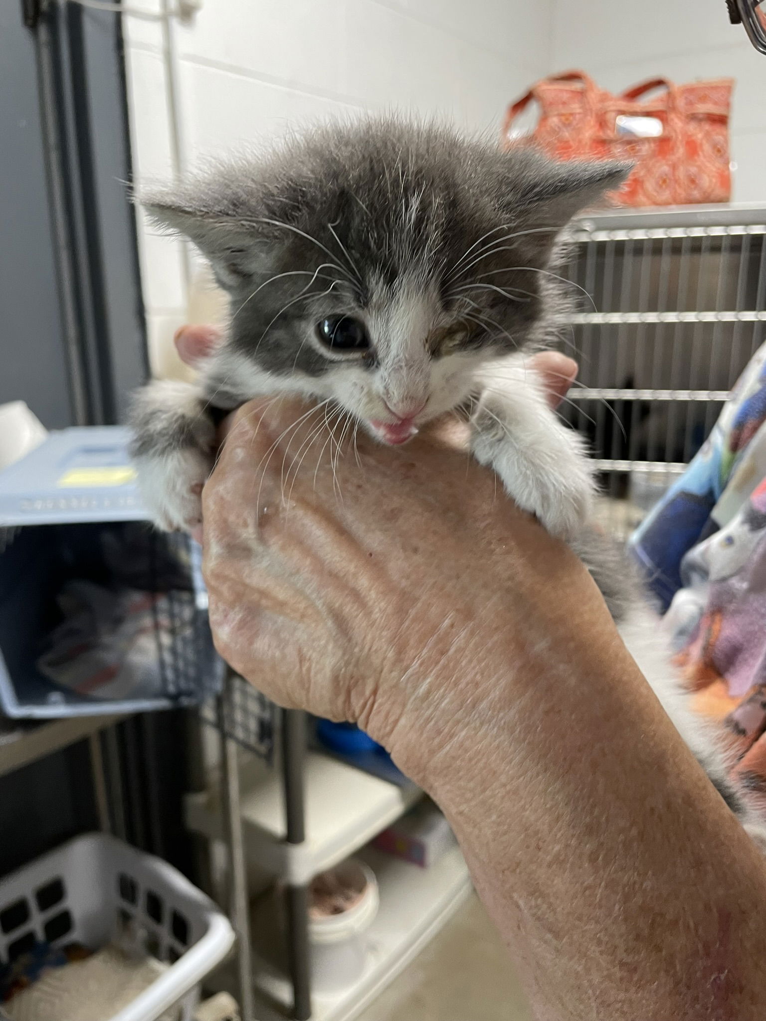 adoptable Cat in Kewanee, IL named Charlene foster- Mittens