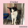 adoptable Cat in Kewanee, IL named Cricket