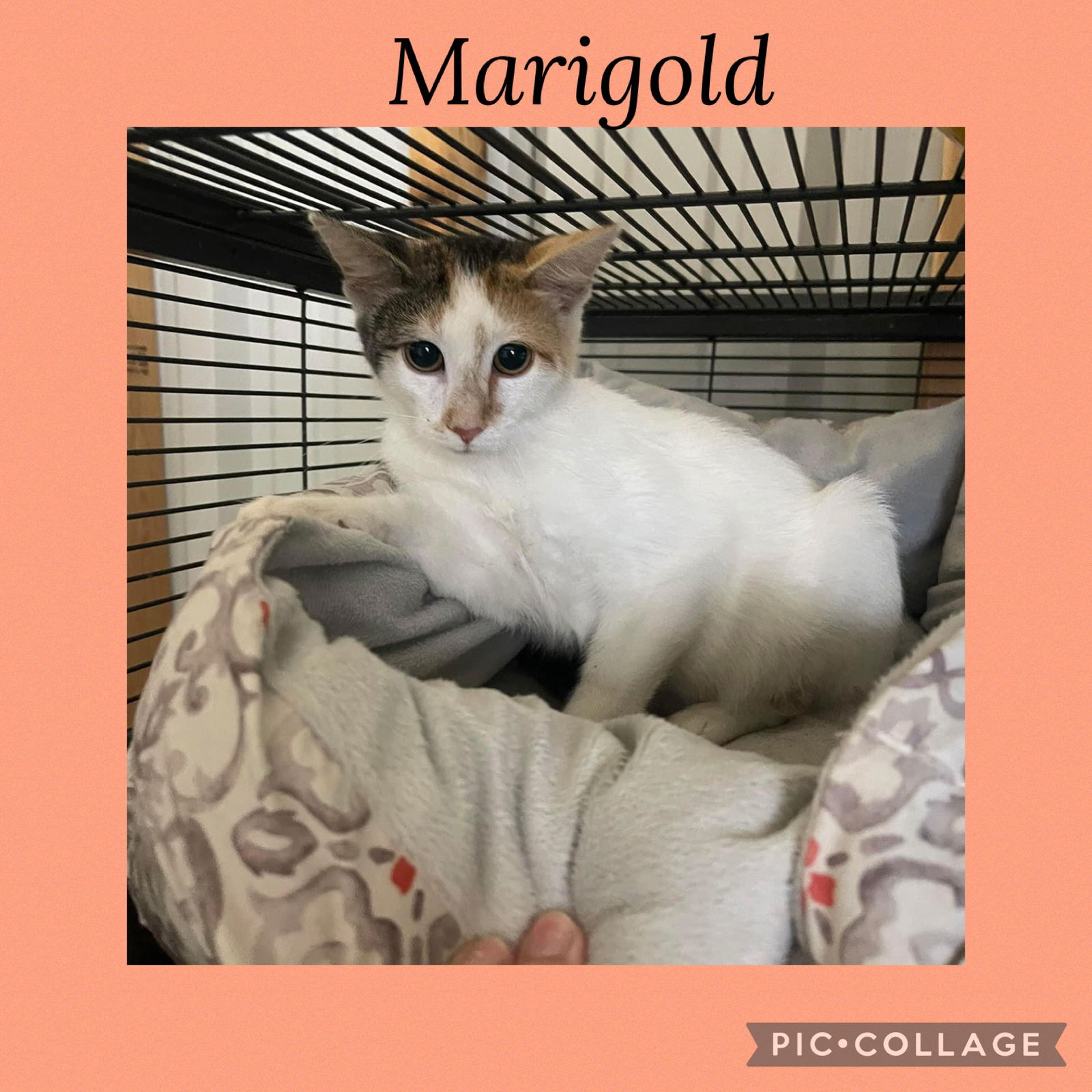 adoptable Cat in Kewanee, IL named Marigold