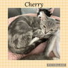 adoptable Cat in Kewanee, IL named Cherry