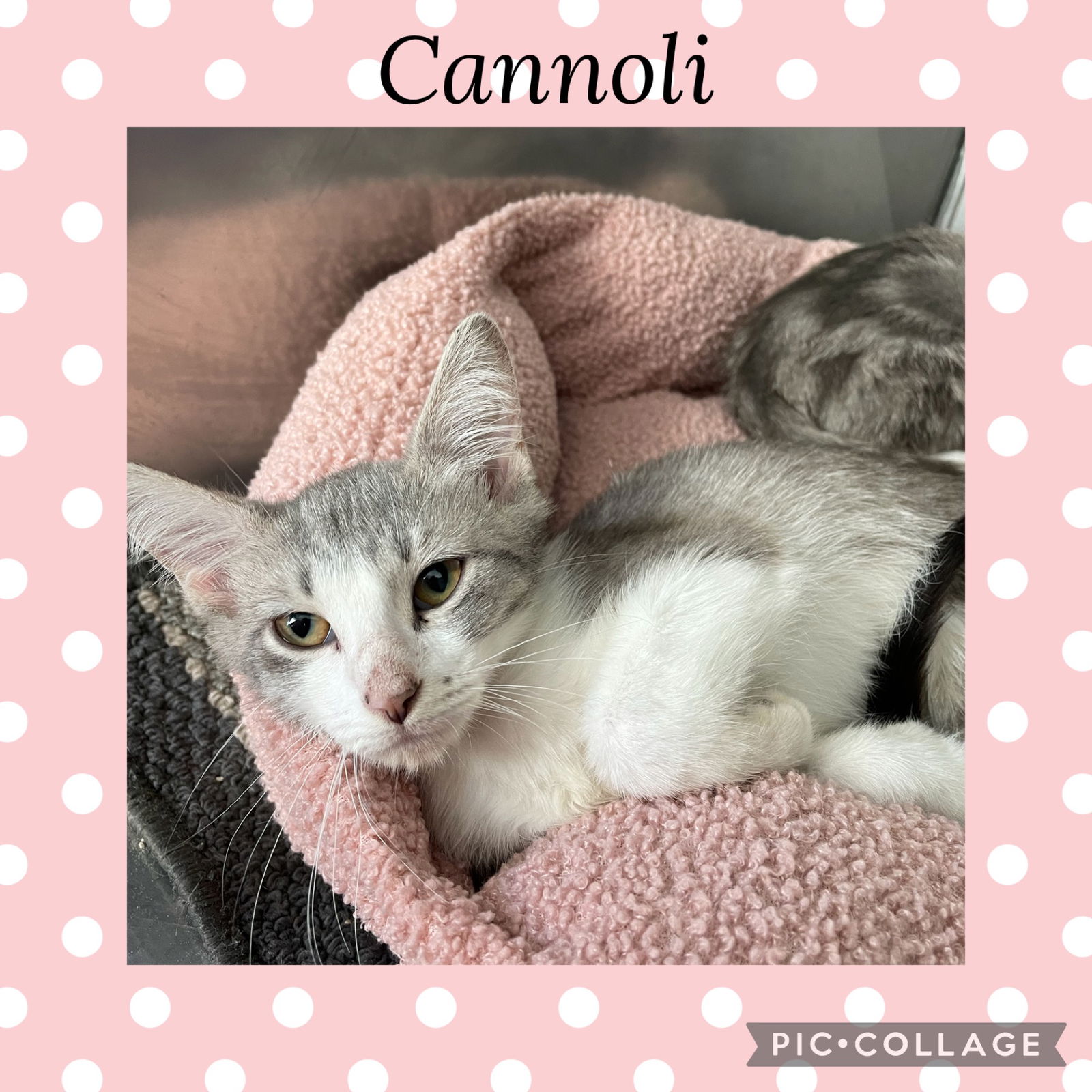 adoptable Cat in Kewanee, IL named Cannoli