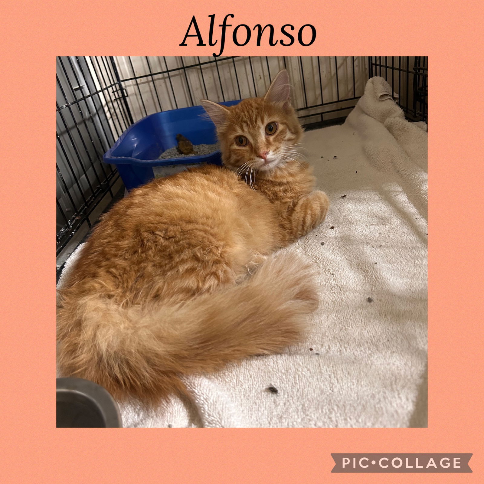 adoptable Cat in Kewanee, IL named Alfonso