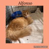 adoptable Cat in  named Alfonso