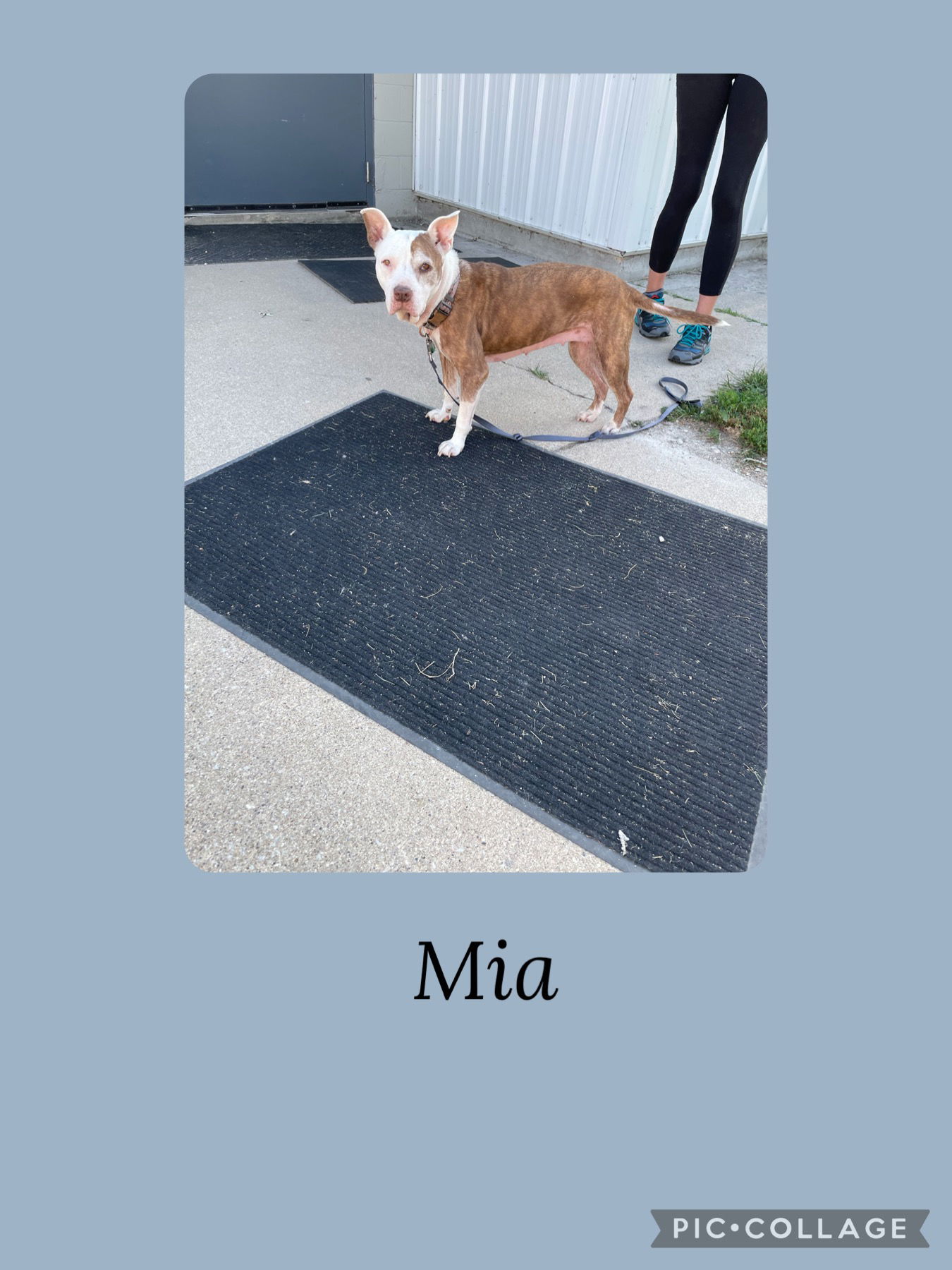 adoptable Dog in Kewanee, IL named Mia