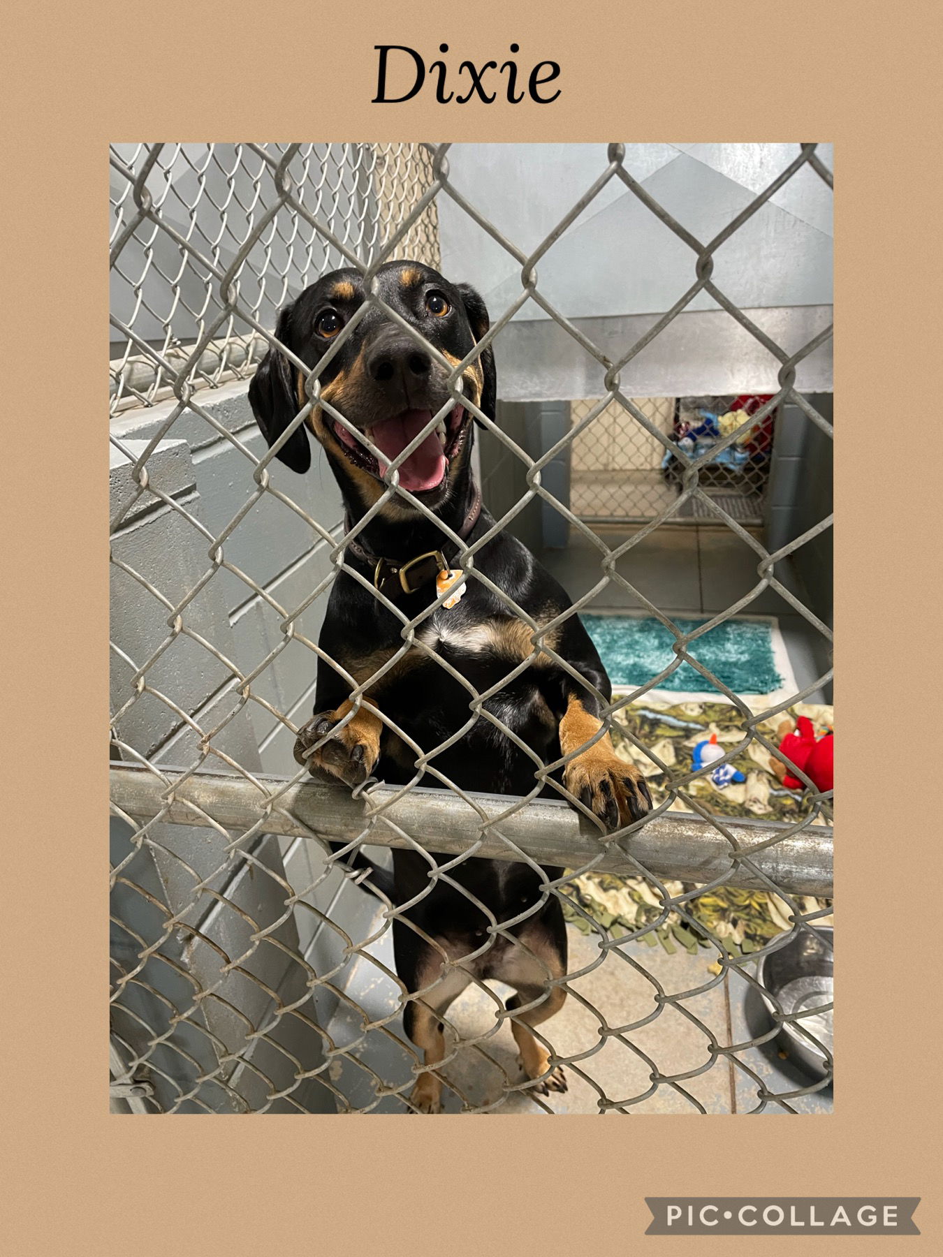 adoptable Dog in Kewanee, IL named Dixie