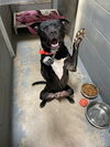 adoptable Dog in , IL named Shadow