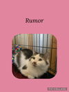 adoptable Cat in , IL named Rumor