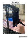 adoptable Cat in , IL named Licorice