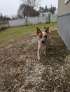 adoptable Dog in  named Lenny