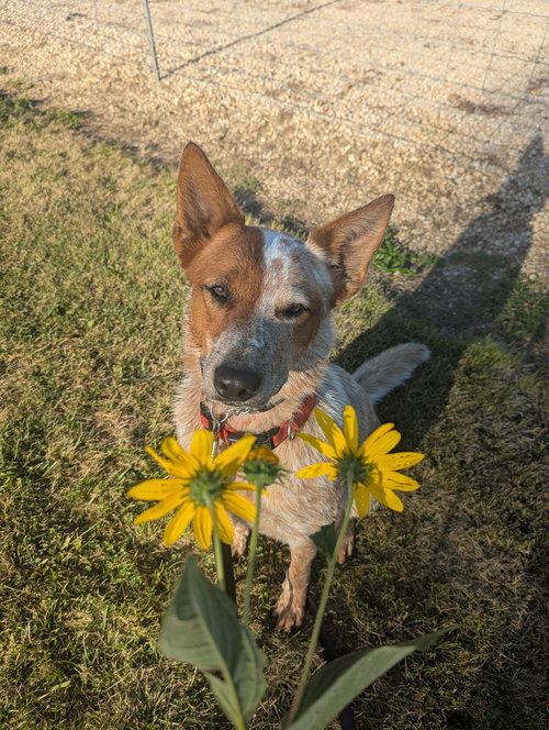 picture of the dog needing adoption