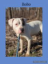 adoptable Dog in , IL named BoBo