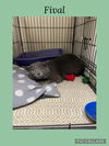 adoptable Cat in , IL named Fival