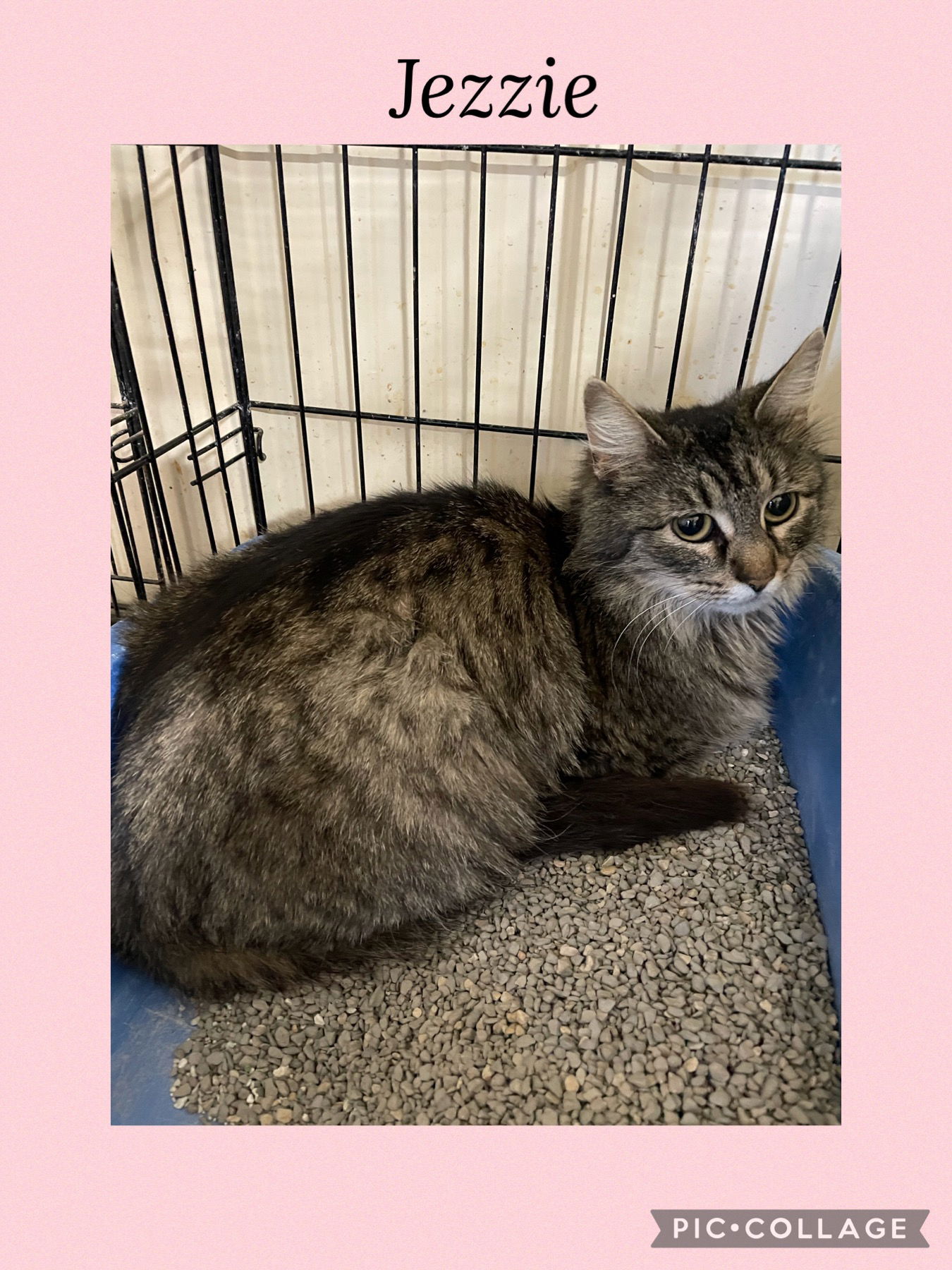 adoptable Cat in Kewanee, IL named Jezzie