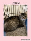 adoptable Cat in  named Jezzie