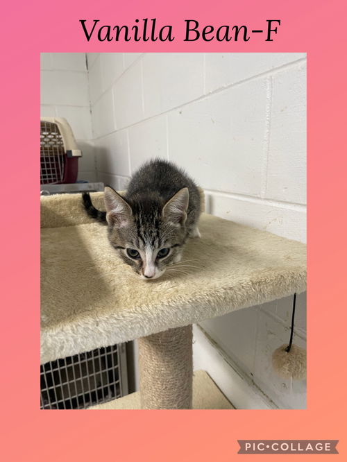 picture of the cat needing adoption