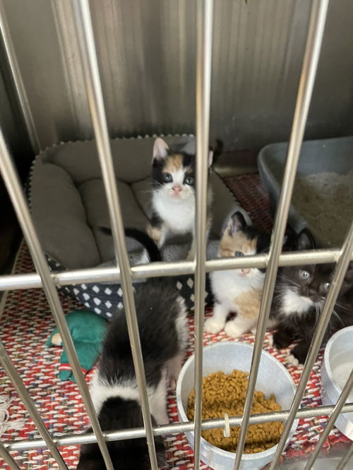picture of the cat needing adoption