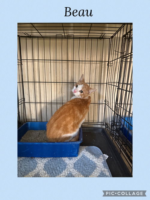 picture of the cat needing adoption