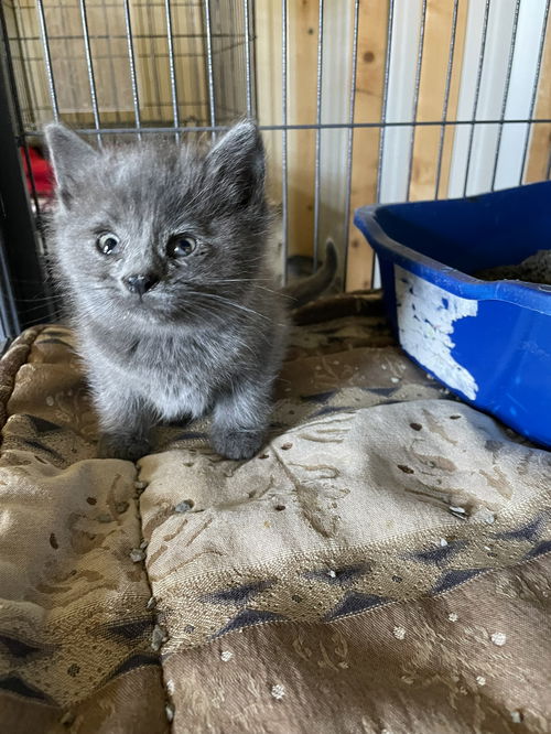 picture of the cat needing adoption