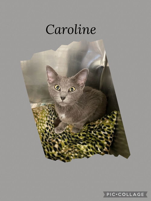 picture of the cat needing adoption