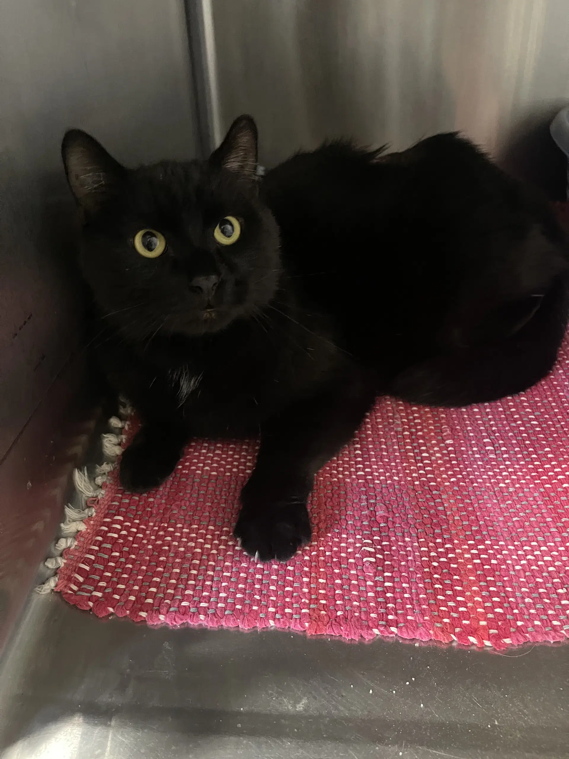 Storm - Domestic Short Hair