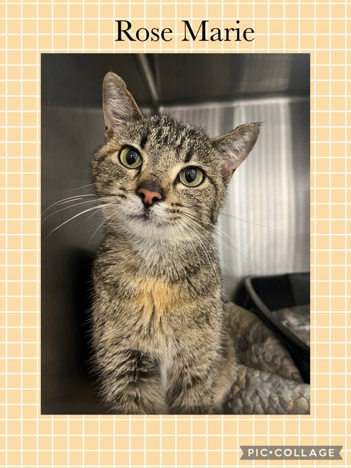 picture of the cat needing adoption