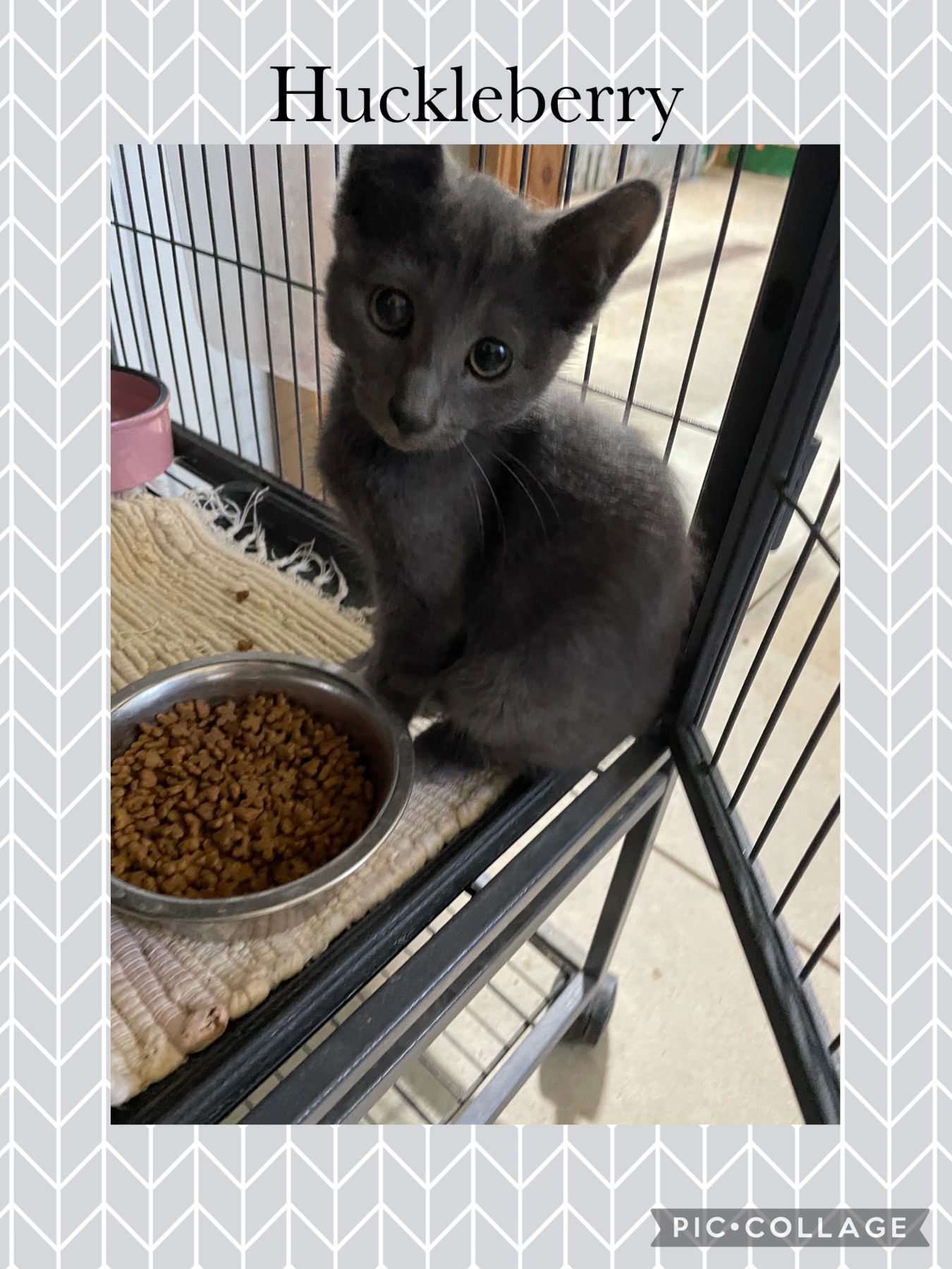adoptable Cat in Kewanee, IL named Berry- Huckleberry