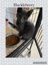 adoptable Cat in , IL named Berry- Huckleberry