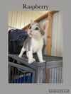 adoptable Cat in , IL named Berry- Raspberry