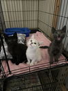 adoptable Cat in , IL named Berry- Blackberry