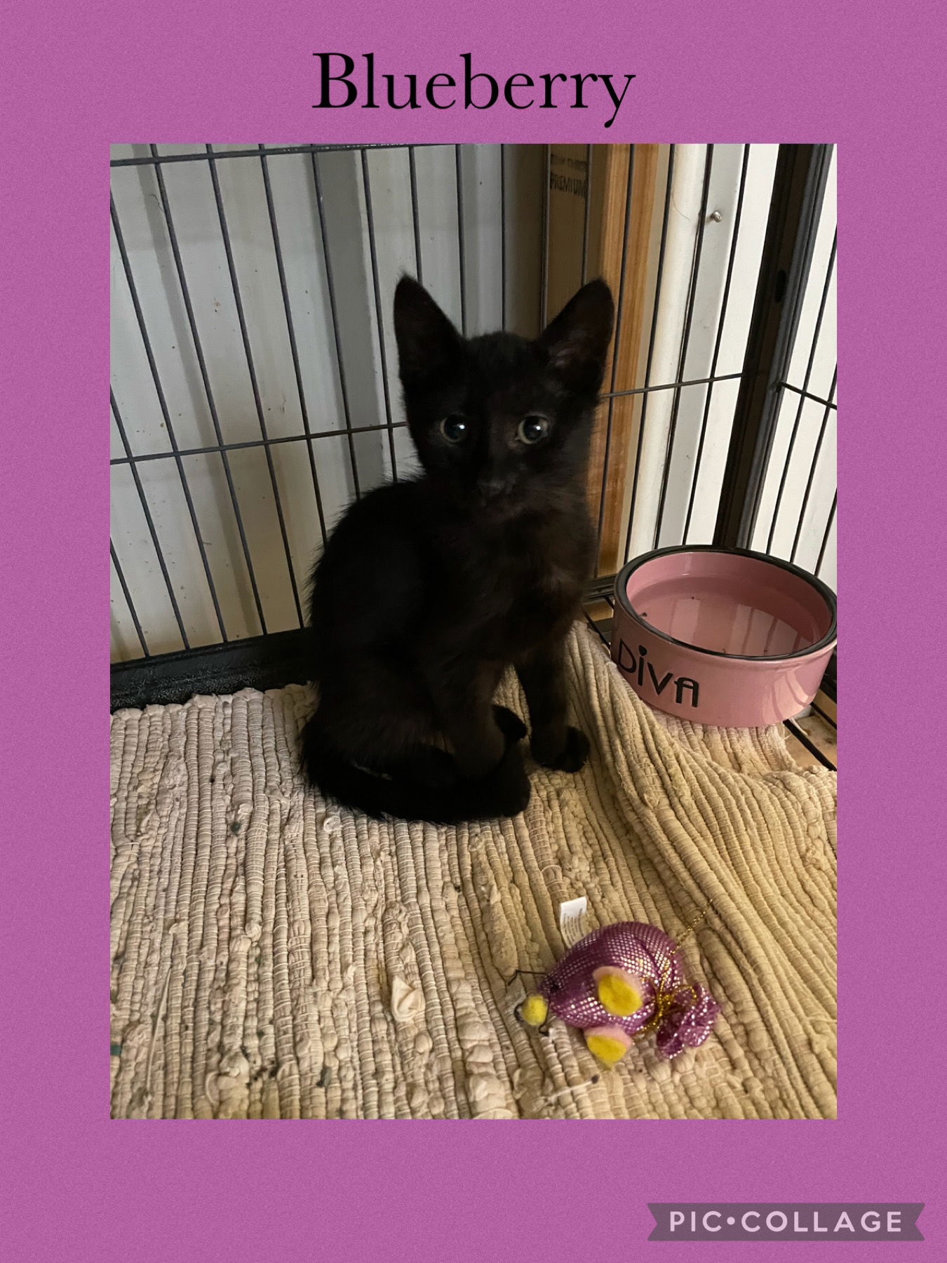 adoptable Cat in Kewanee, IL named Berry- Blueberry