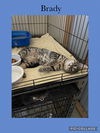 adoptable Cat in  named Brady