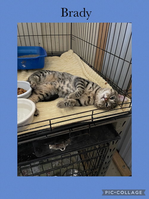 picture of the cat needing adoption