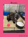 adoptable Cat in , IL named Beauty