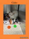 adoptable Cat in , IL named Cider