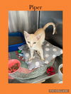 adoptable Cat in , IL named Piper