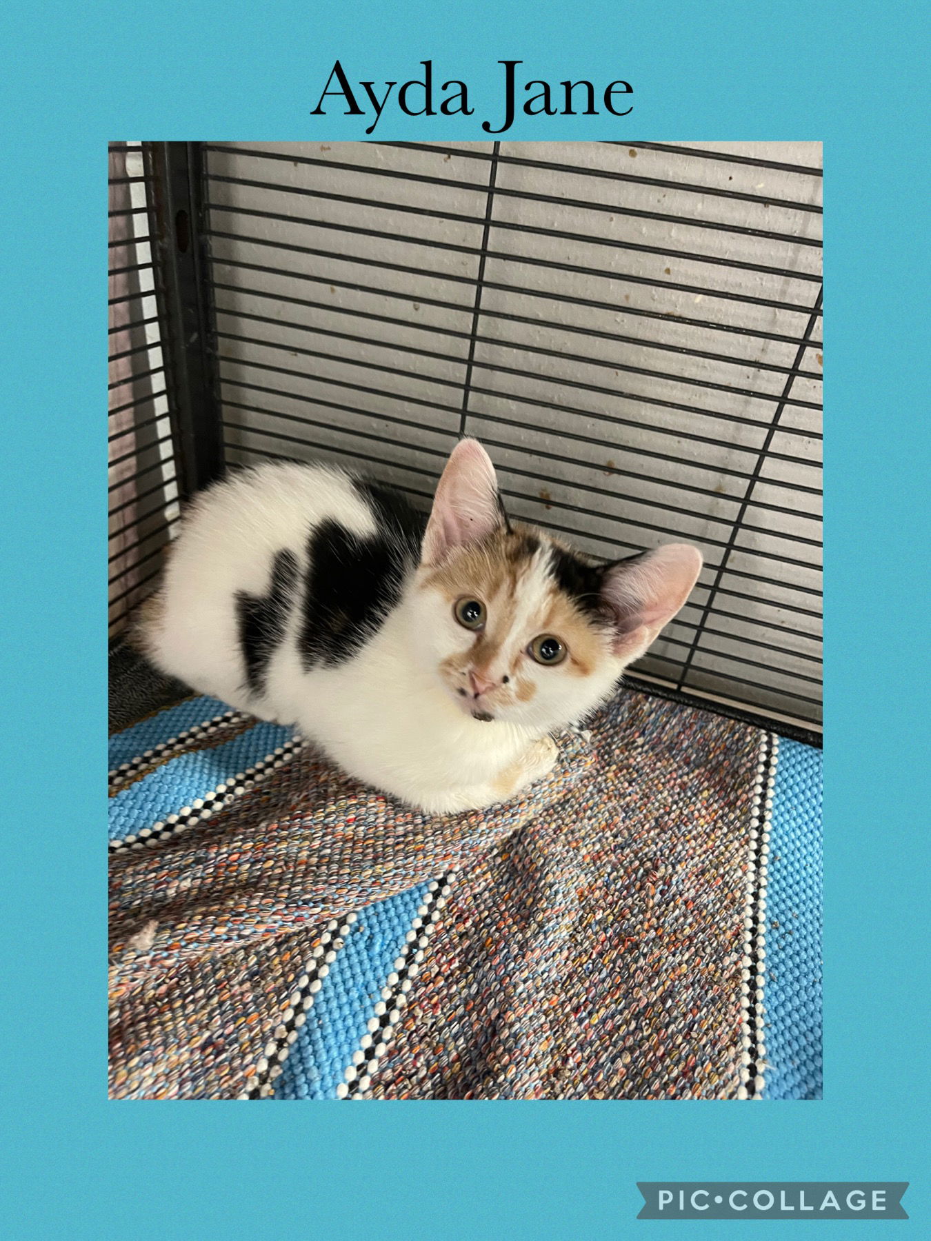 adoptable Cat in Kewanee, IL named Vivi Lane