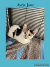 adoptable Cat in , IL named Vivi Lane