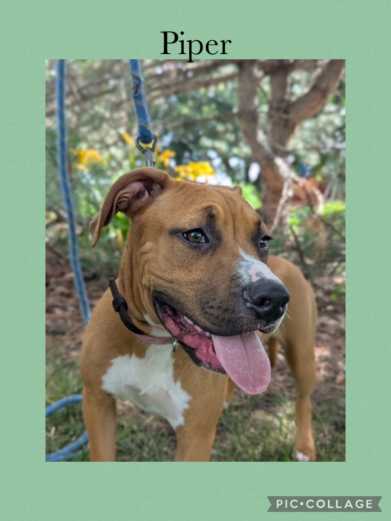 adoptable Dog in Kewanee, IL named Pepper