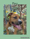 adoptable Dog in , IL named Pepper