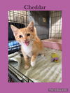 adoptable Cat in , IL named Cheddar