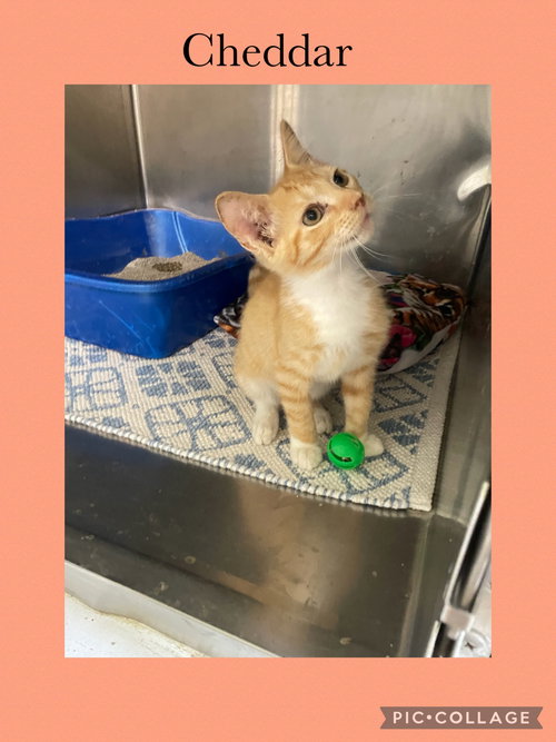 picture of the cat needing adoption