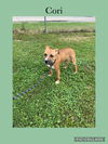 adoptable Dog in , IL named Cori