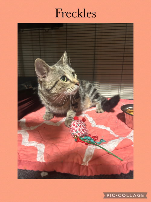 picture of the cat needing adoption