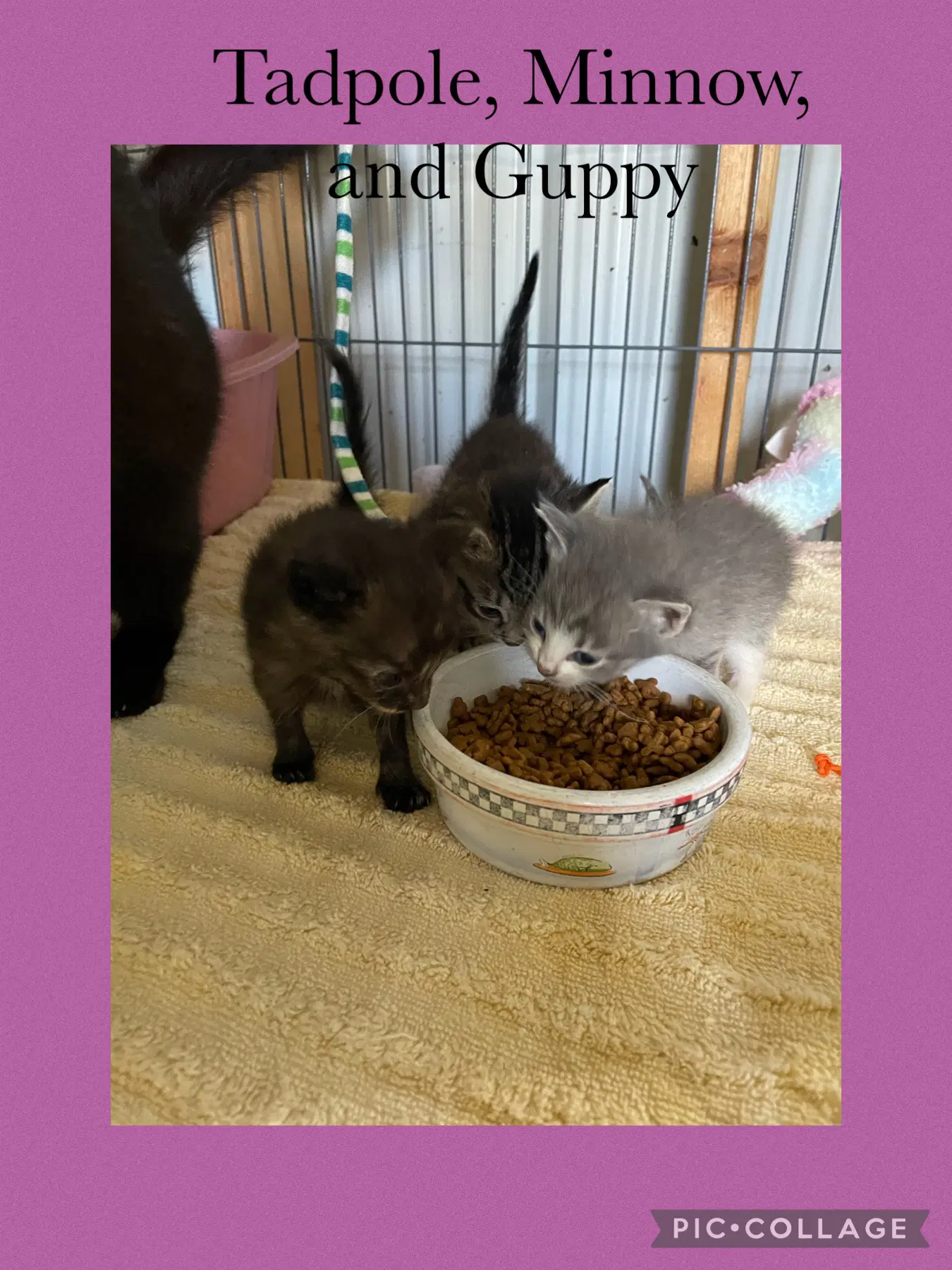 Catfish Kitten- Guppy image 2
