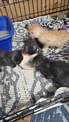 Clover kitten- Zeus - Photo 2