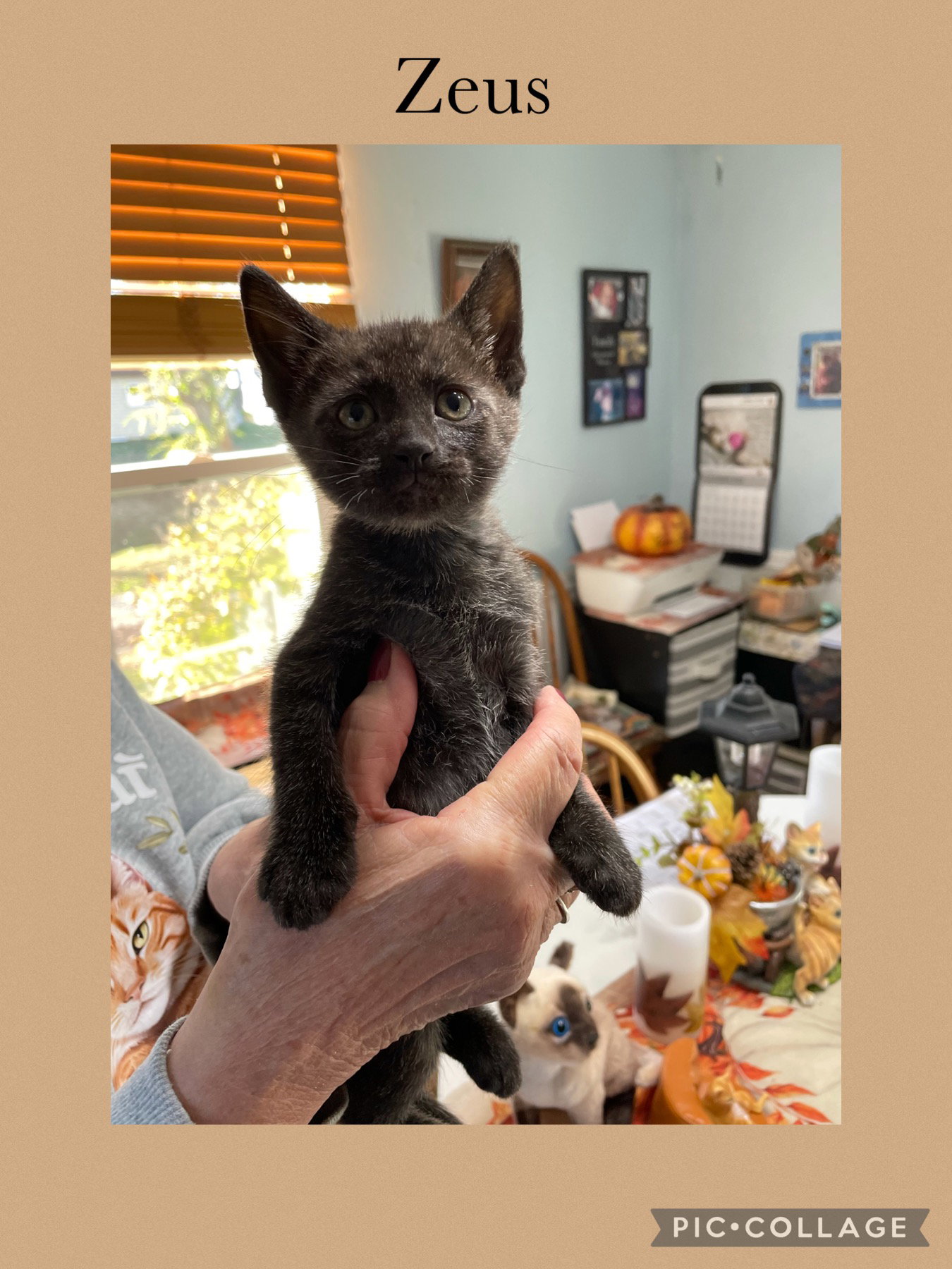 Clover kitten- Zeus Image