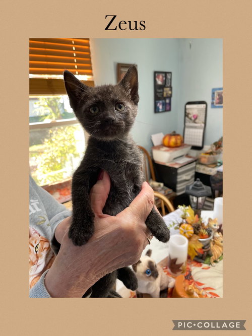 picture of the cat needing adoption