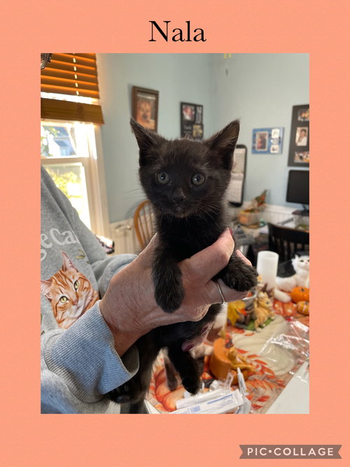 CLOVER KITTEN- NALA - Domestic Short Hair available for adoption